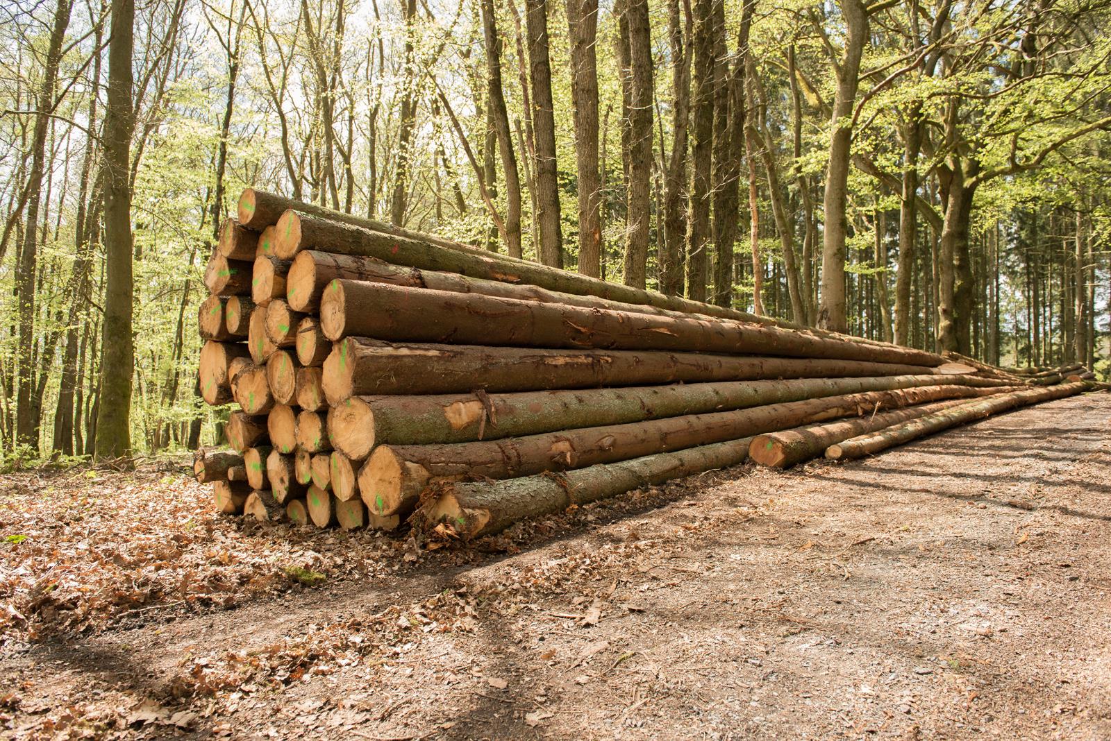 Commerce de bois - Entreprise forestière