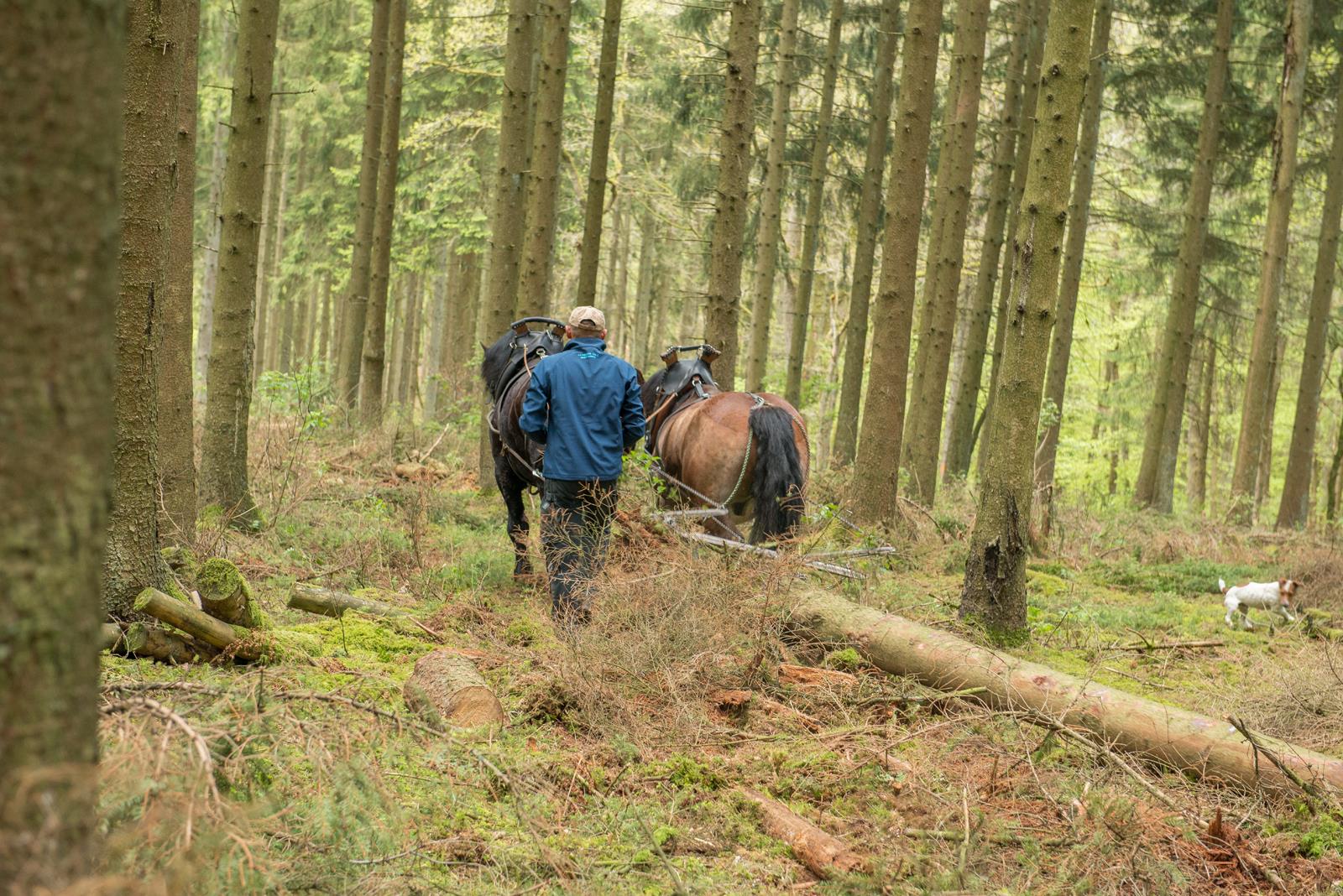 Pourquoi travailler avec des chevaux ?