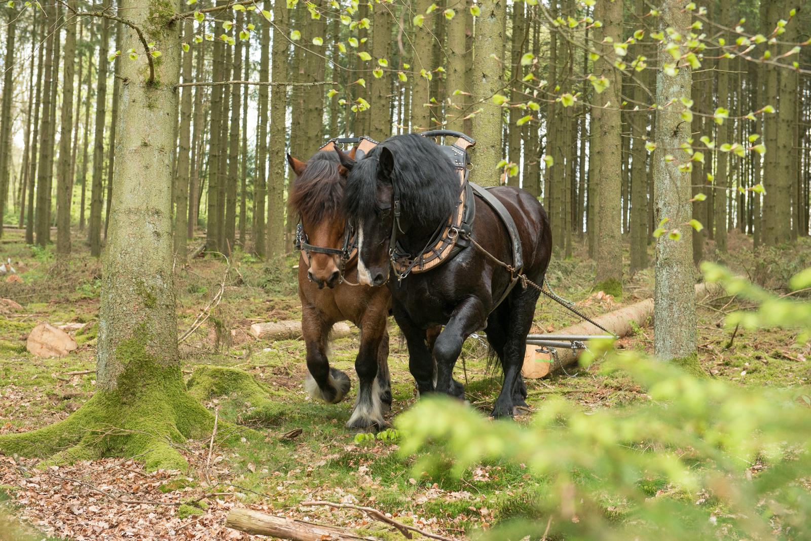 Das Rückepferd, eine Tradition