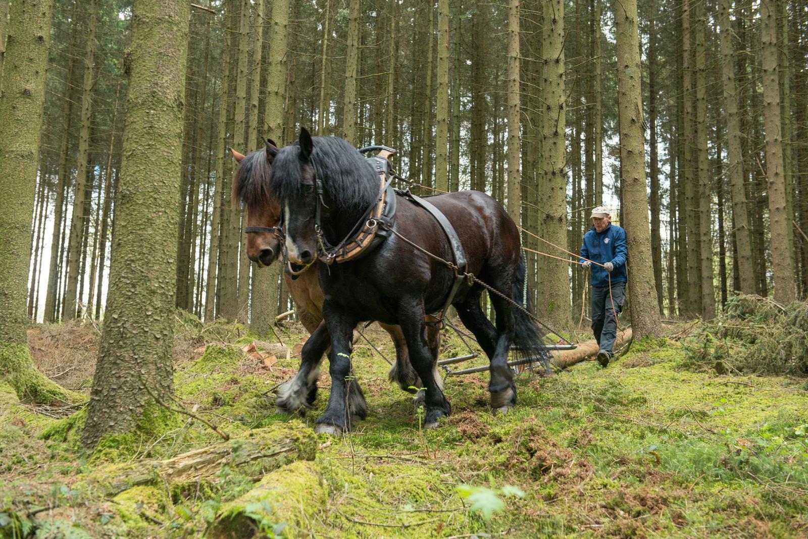 Pourquoi travailler avec des chevaux ?