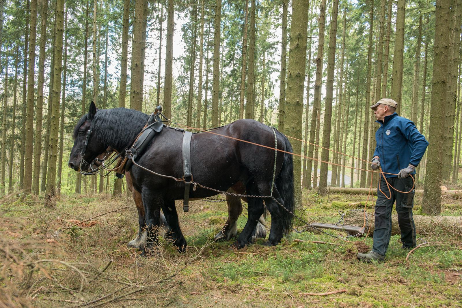 Pourquoi travailler avec des chevaux ?