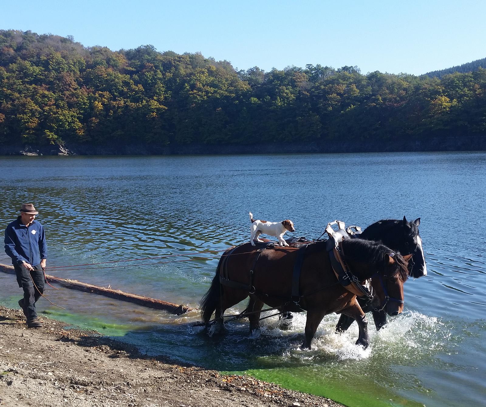 Le cheval de trait, une tradition