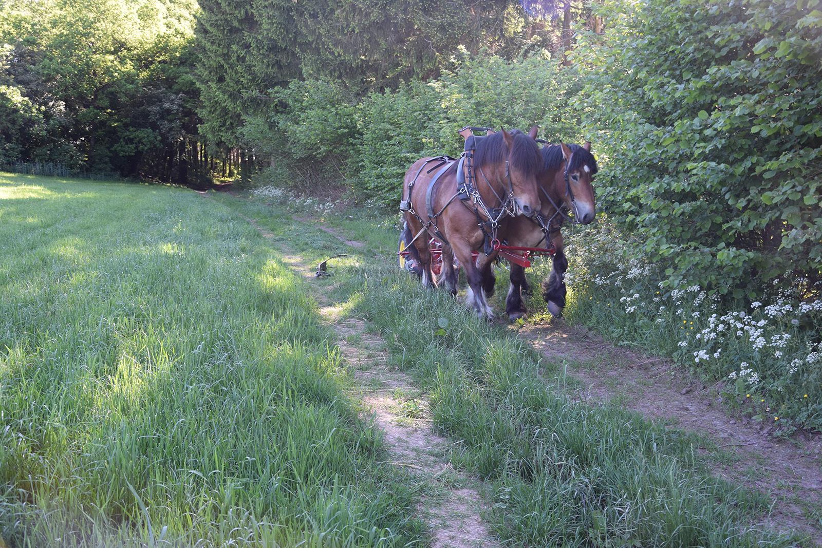 Autres travaux avec le cheval de trait