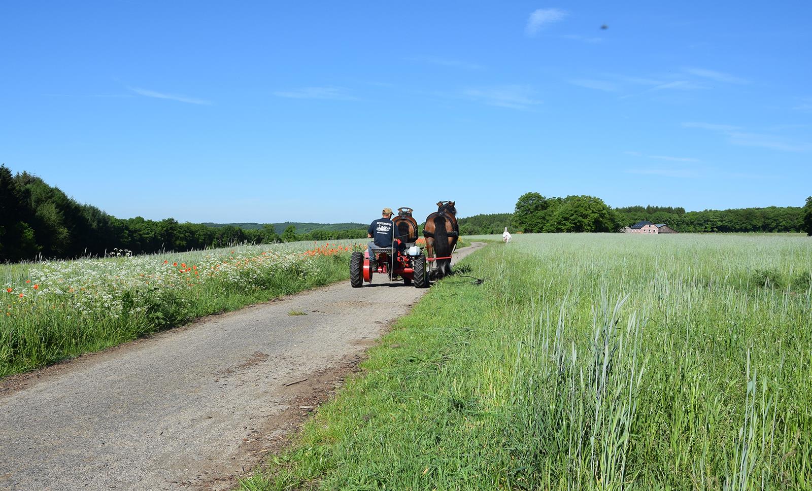 Autres travaux avec le cheval de trait