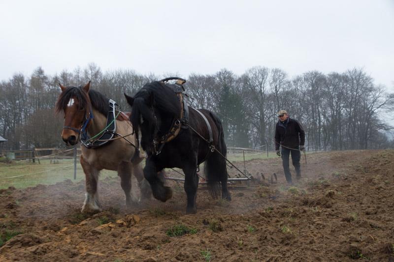 Autres travaux avec le cheval de trait