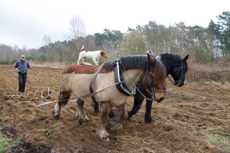 Autres travaux avec le cheval de trait